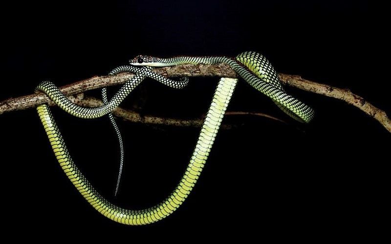 Райская летающая змея