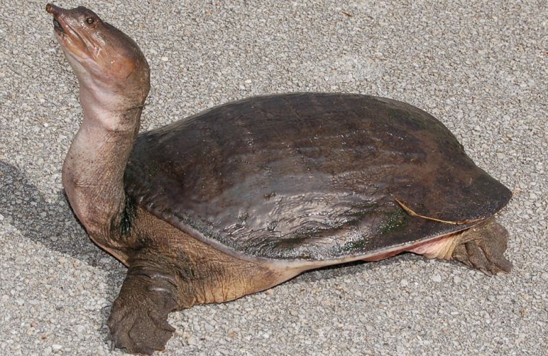 Китайский трионикс