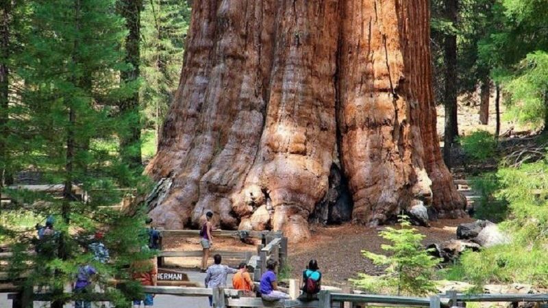 Секвойя «генерал Шерман»