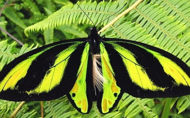 Птицекрылка Александра