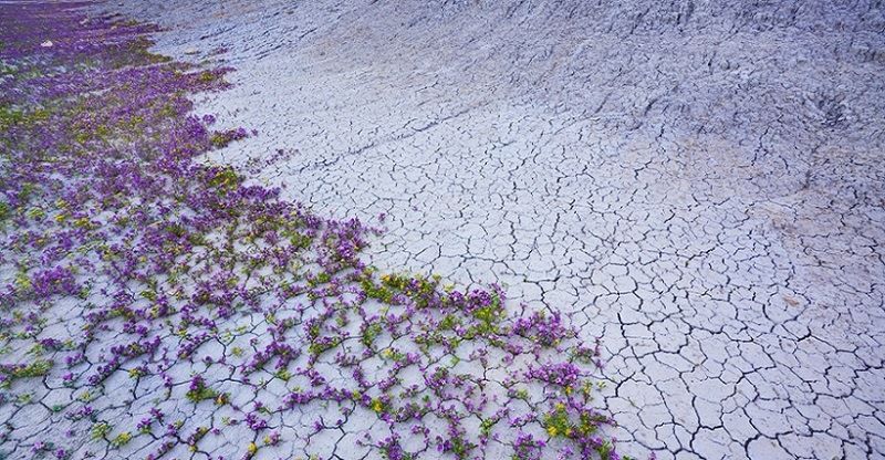 Цветущая пустыня (Юта)