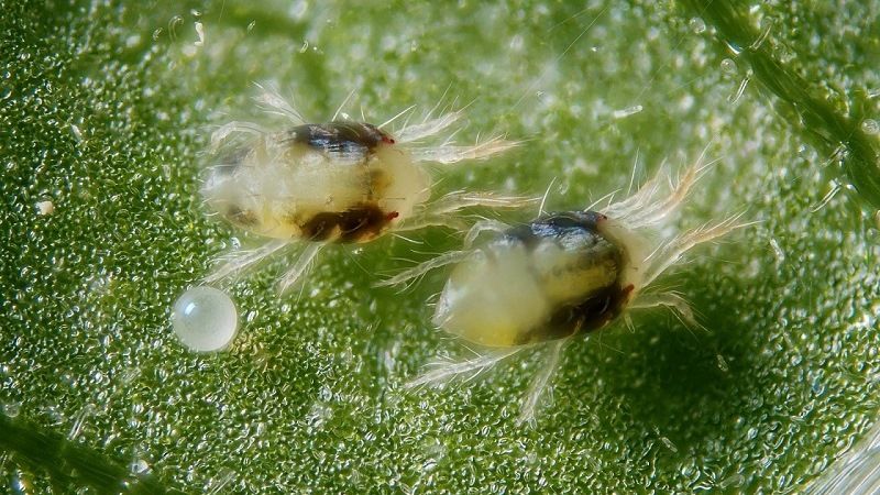 Паутинные клещи