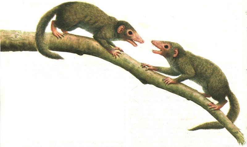 Насекомоядные предки современных млекопитающих
