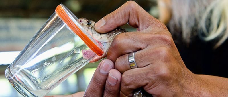 Доильщик змей