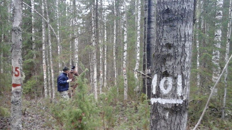 Лесопатолог