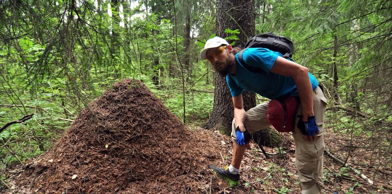 Ловец муравьев