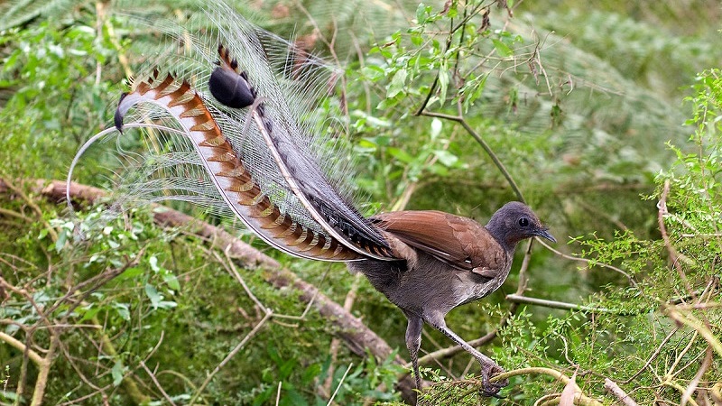 Лирохвост (птица-лира)