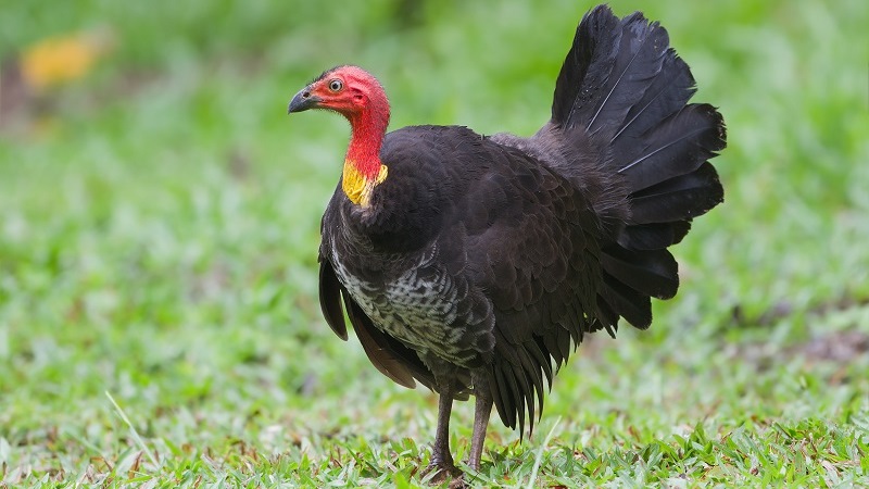 Сорные куры