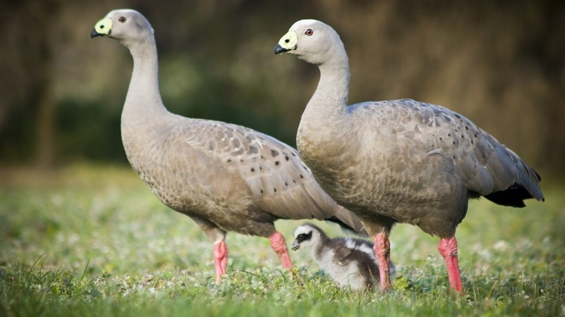 Куриный гусь