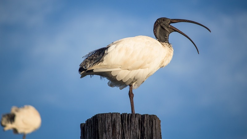 Австралийский ибис