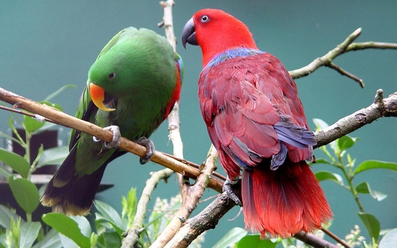 Благородный попугай (Электрус)