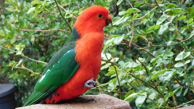 Королевский и короткокрылый попугаи