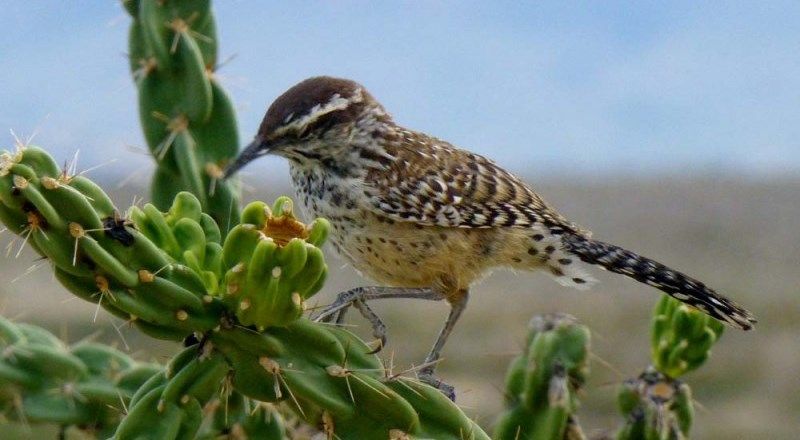 Кактусовый крапивник