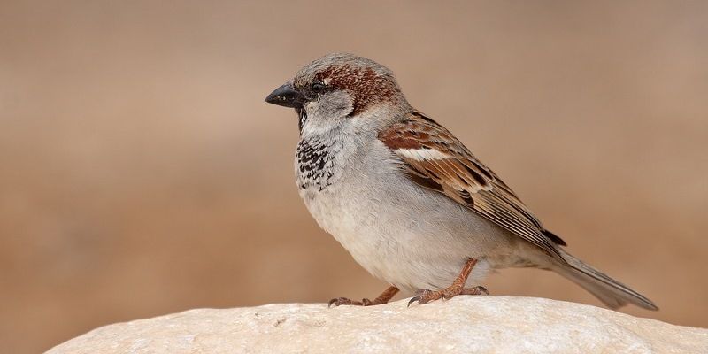 Воробьиная овсянка Бревера