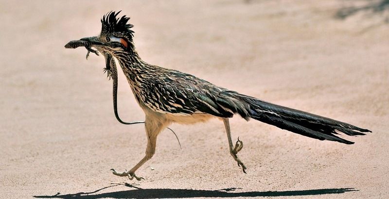 Калифорнийская земляная кукушка