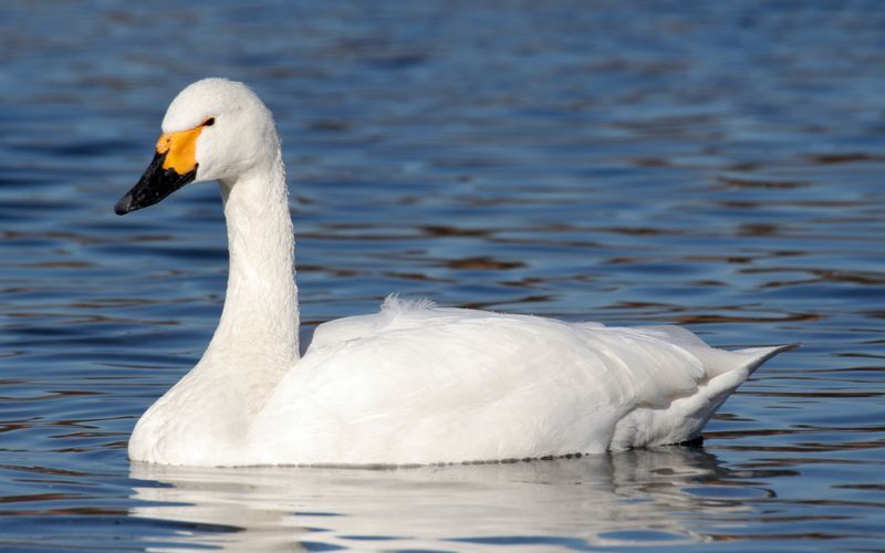 Малый лебедь