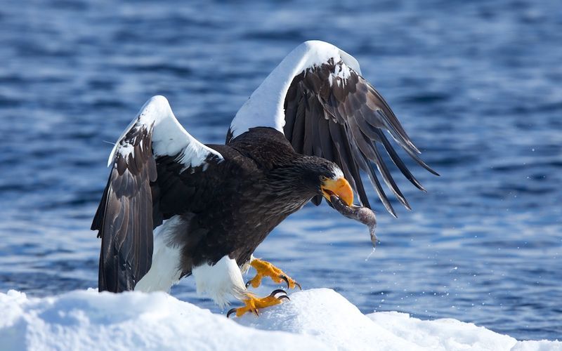 Белоплечий орлан