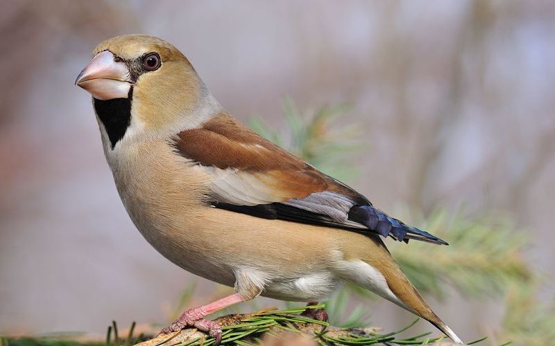 Дубонос обыкновенный