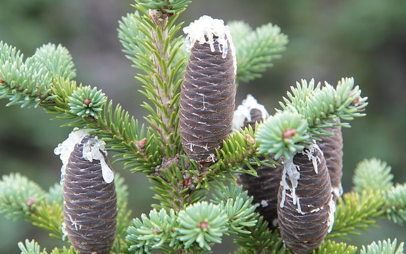 Бальзамическая пихта