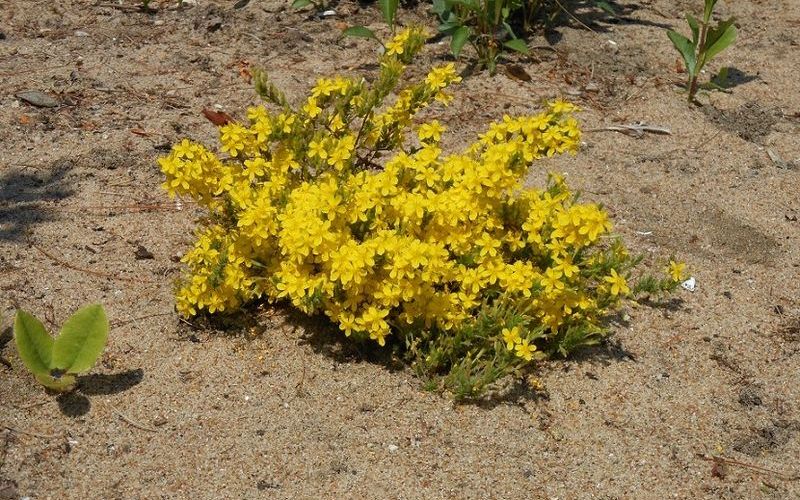 Гудзония горная