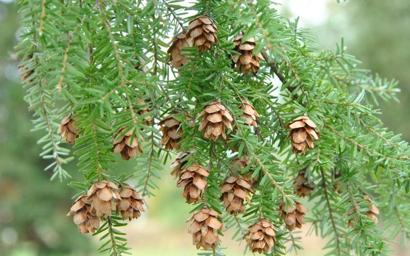 Тсуга западная