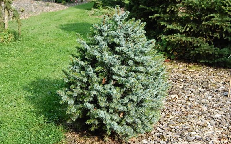 Ситхинская ель