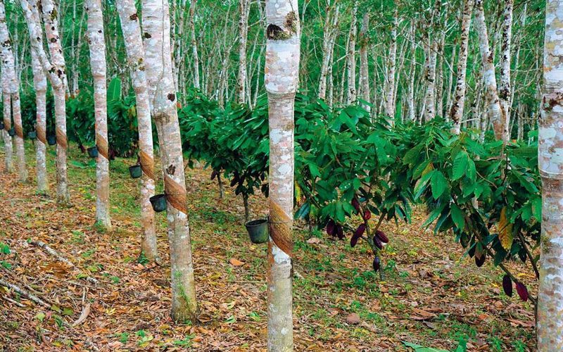 Гевея бразильская