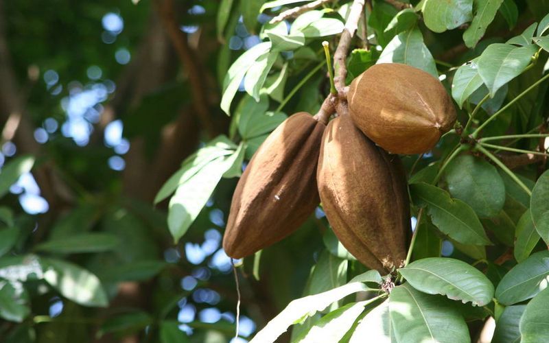 Хинное дерево