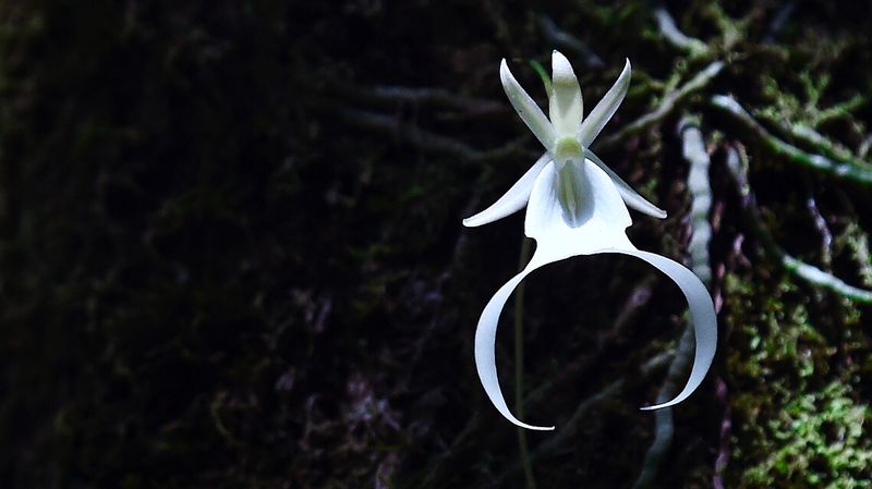 Орхидея-призрак
