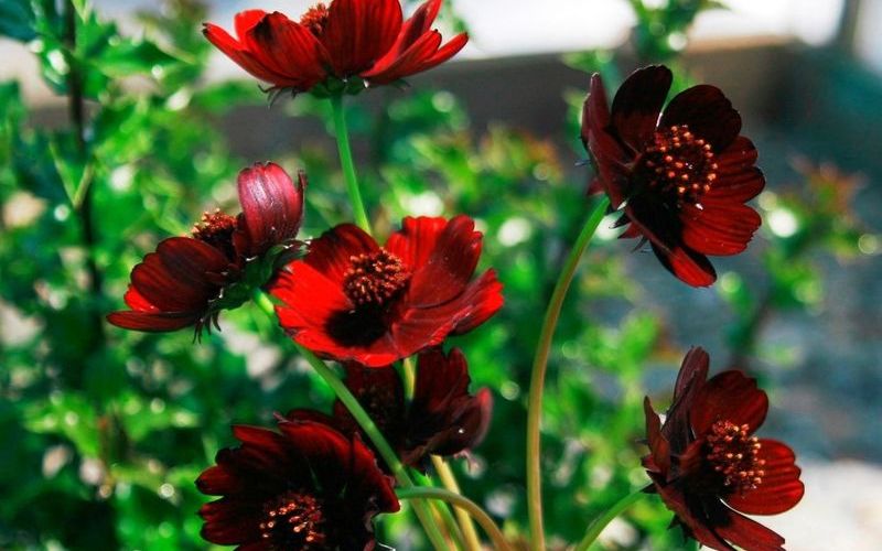 Шоколадная космея