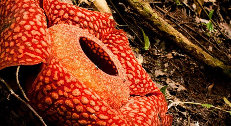 Раффлезия Арнольди