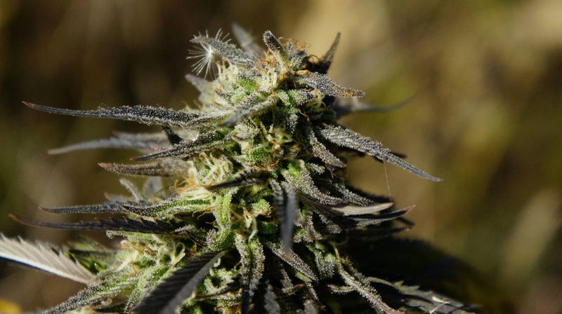 Конопля приполярная