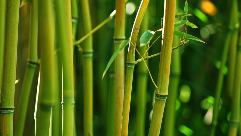 Бамбук кольцевой