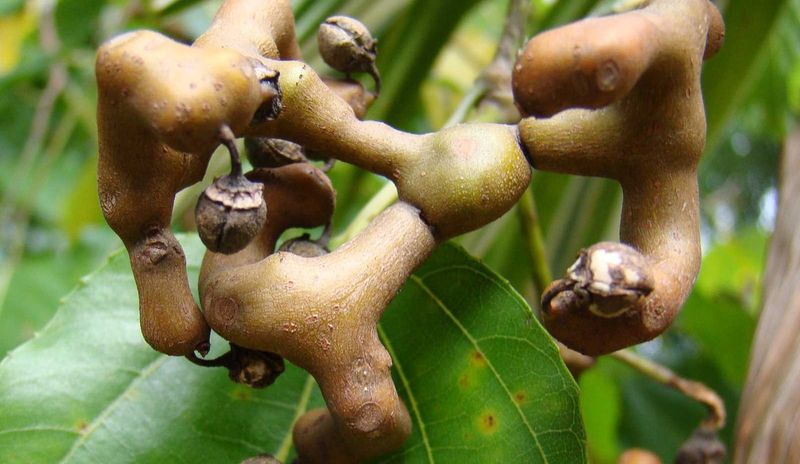 Конфетные деревья