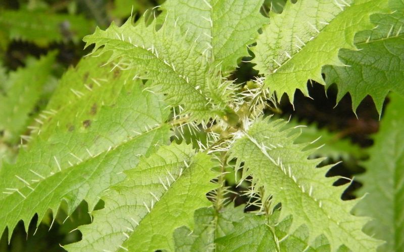 Онгаонга - крапивное дерево