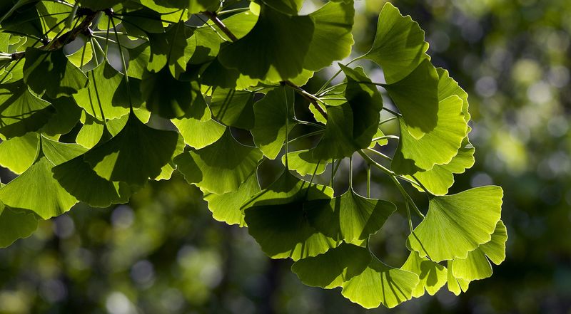 Гинкго двулопастное