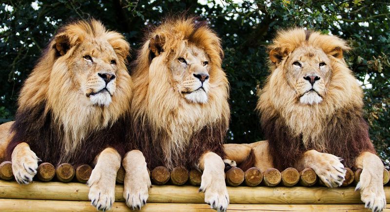 Три льва