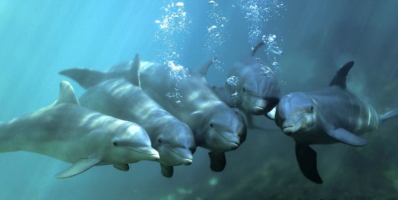 Стая дельфинов