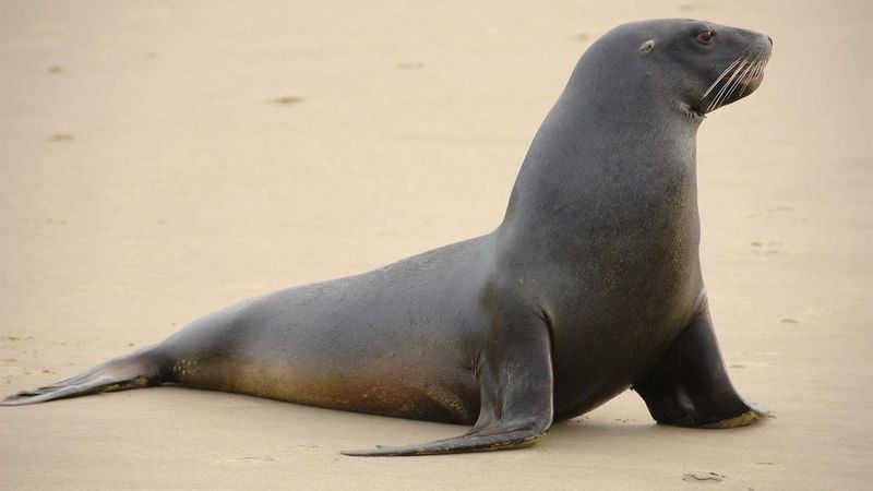 Морской лев