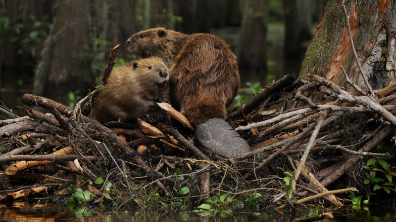 Бобры