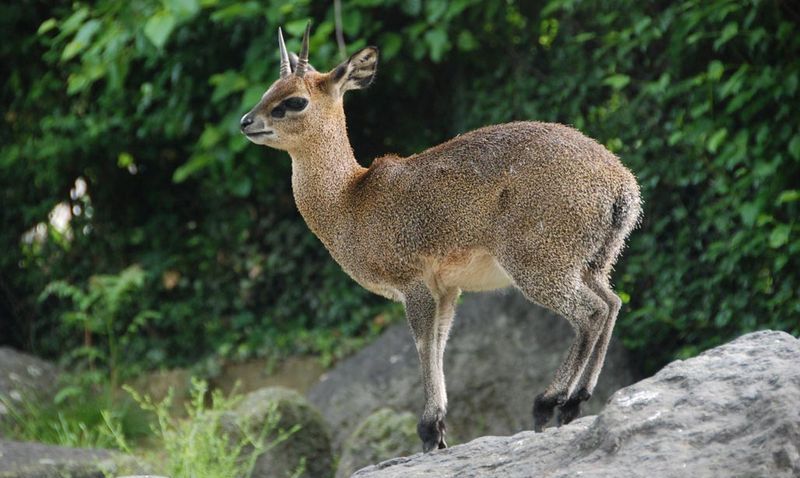 Антилопа-прыгун