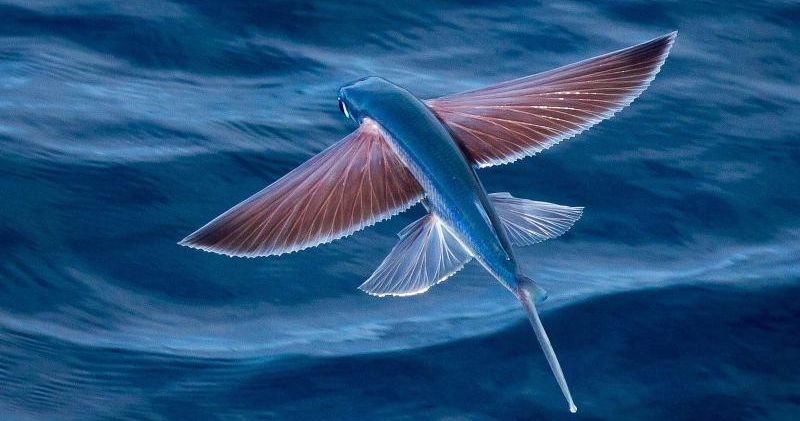 Летающие рыбы