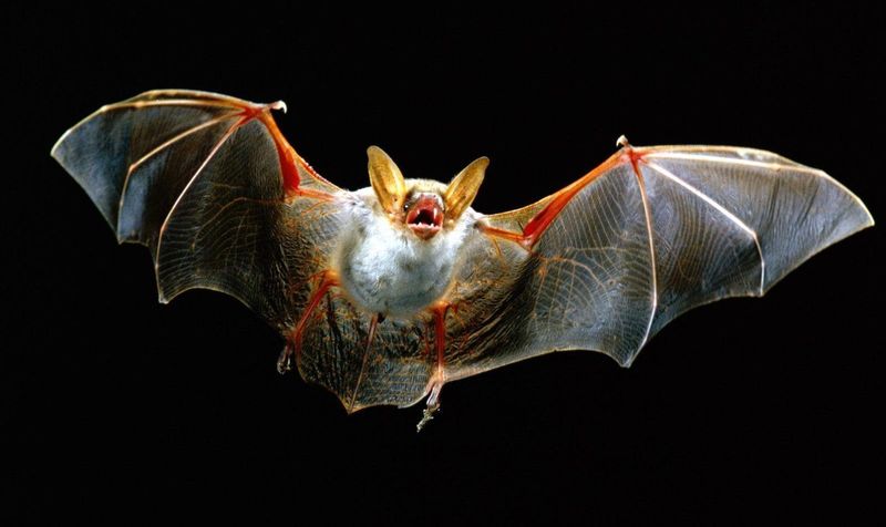 Летучие мыши
