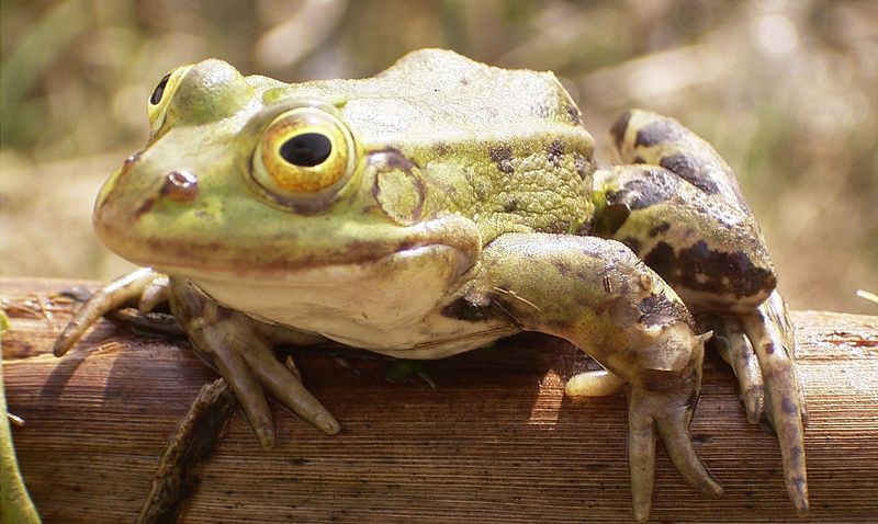Сейсмочувствительность земноводных