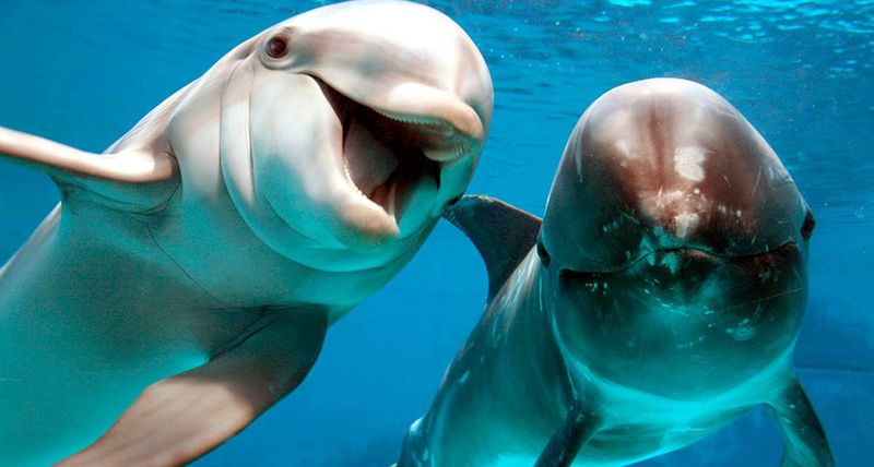 Дельфинотерапия