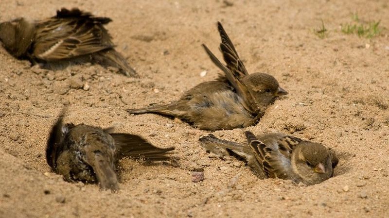 Воробьи перед дождем