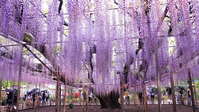 Глицинии в «Парке цветов» Асикаги