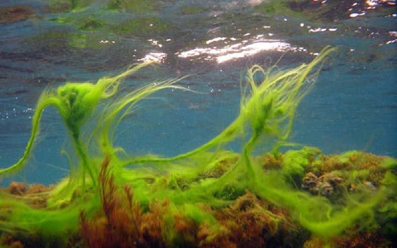 Удивительные факты о местах обитания водорослей
