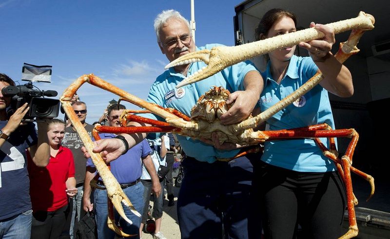 Японский краб-паук