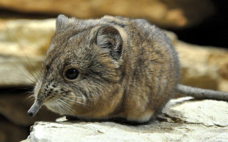 Удивительные животные Африки